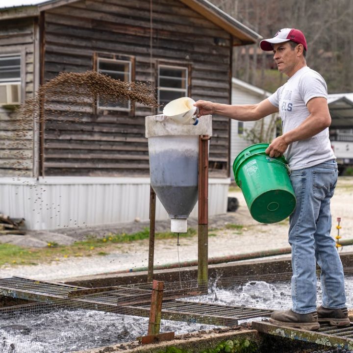 ALIMENTO-TRUCHA-Y-TILAPIA